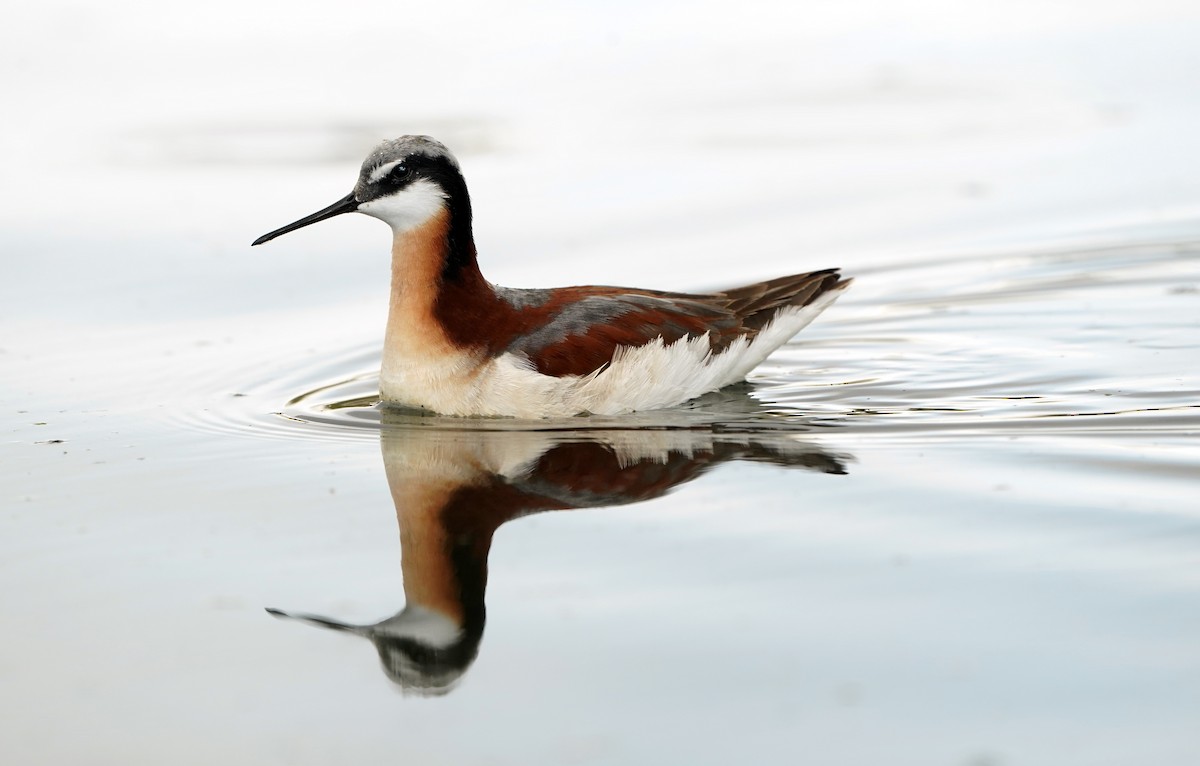Wilson's Phalarope - ML636552674