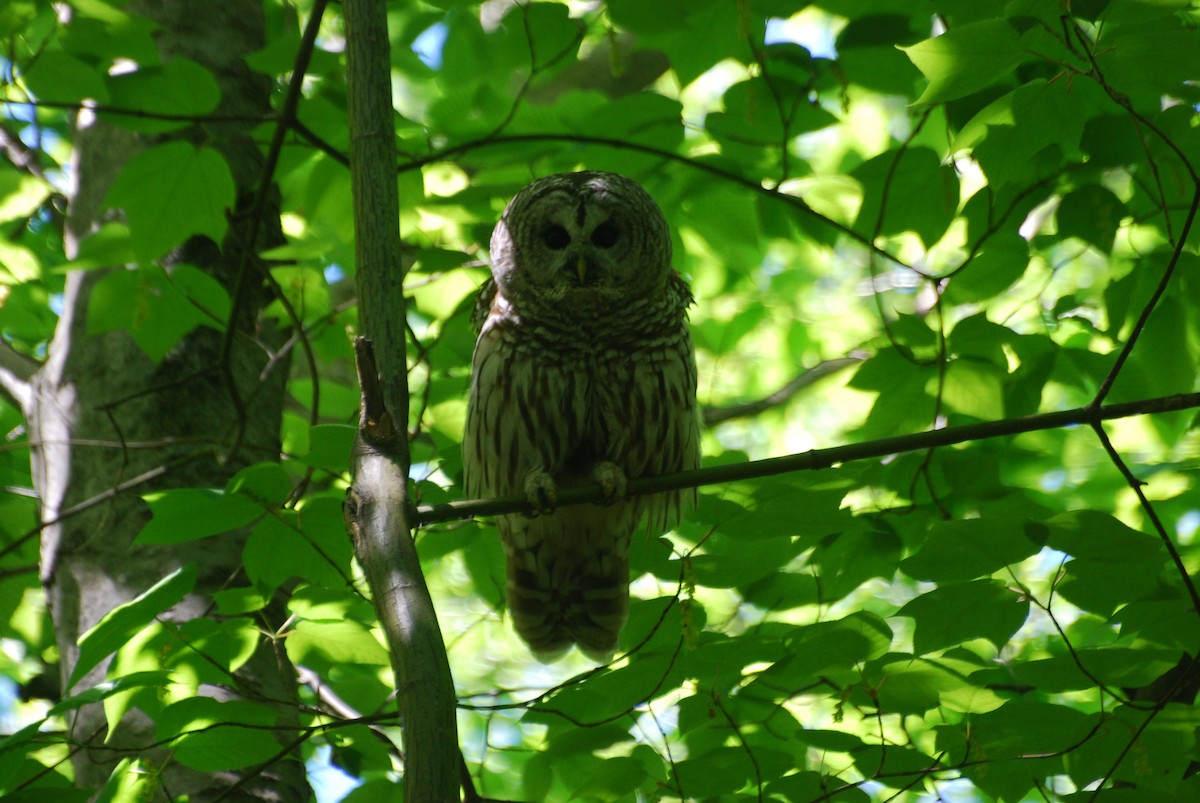 Barred Owl - ML636552695