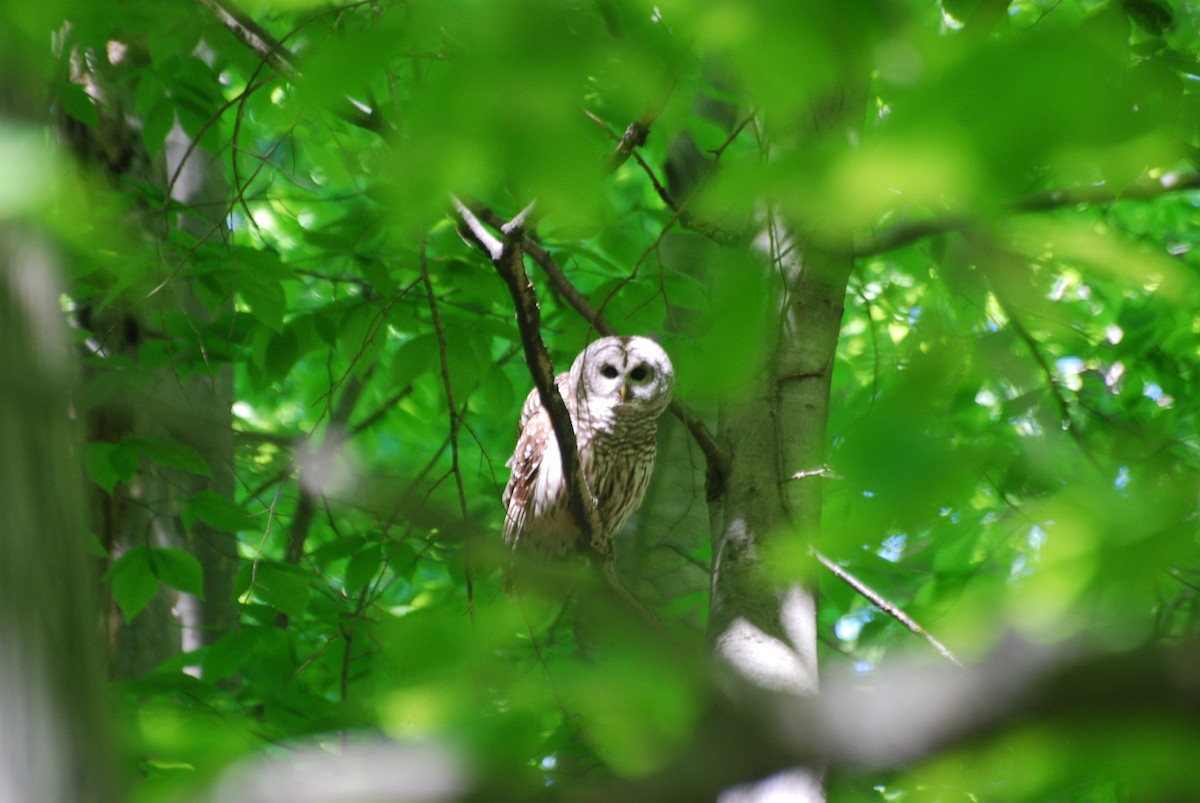 Barred Owl - ML636552696