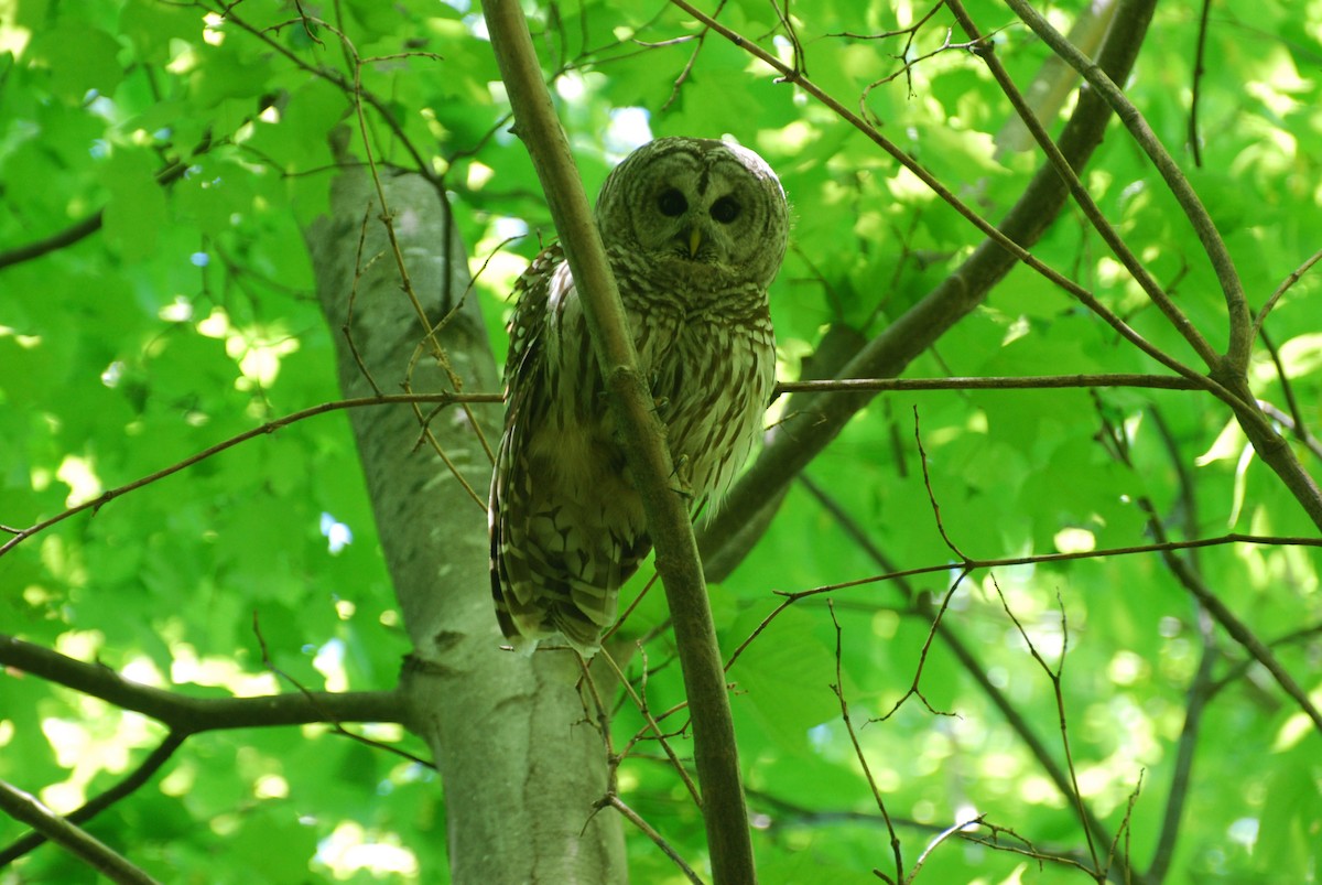 Barred Owl - ML636552697
