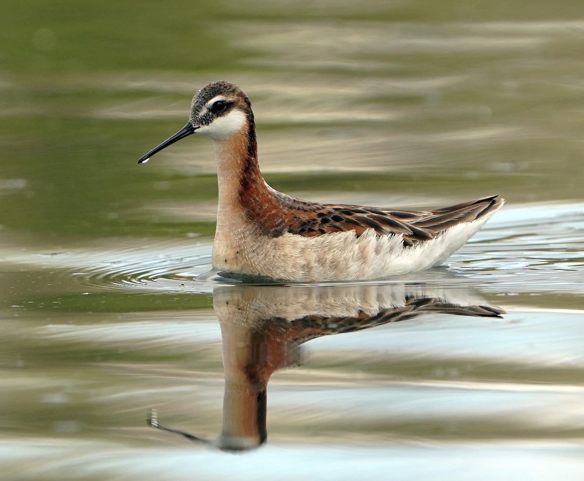 Wilson's Phalarope - ML636552703