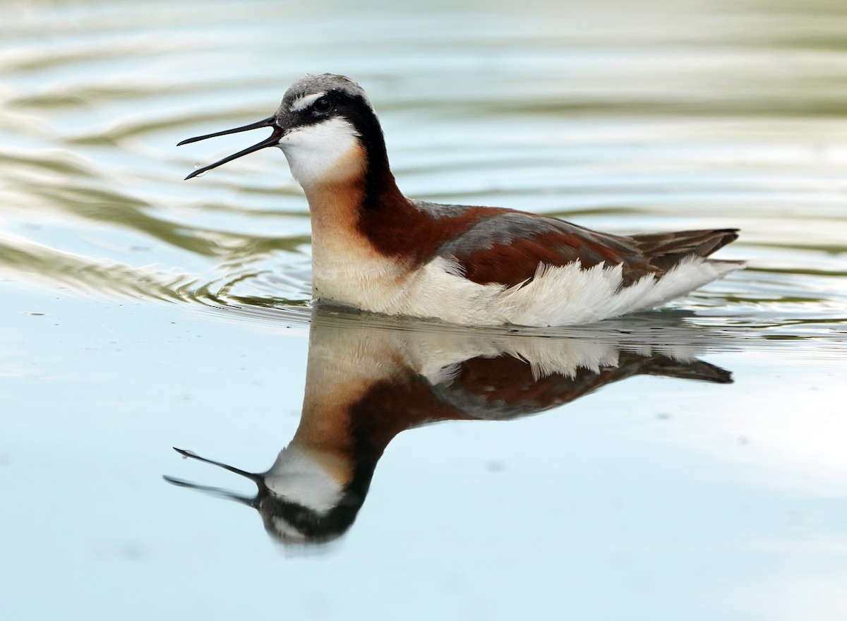 Wilson's Phalarope - ML636552704