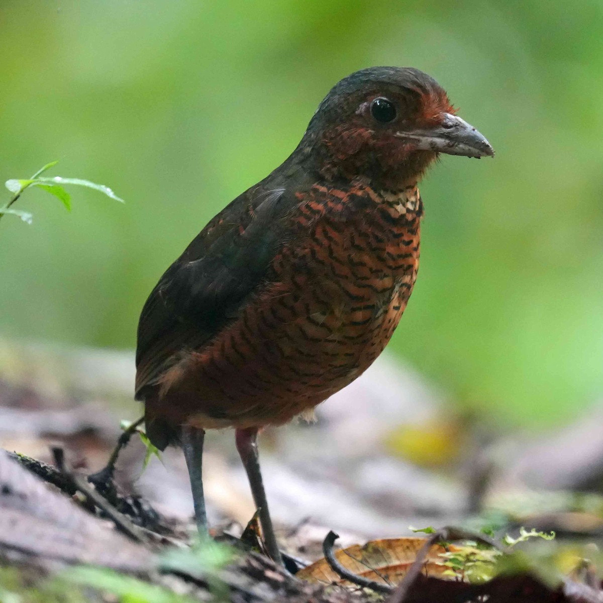 Giant Antpitta - ML636552717