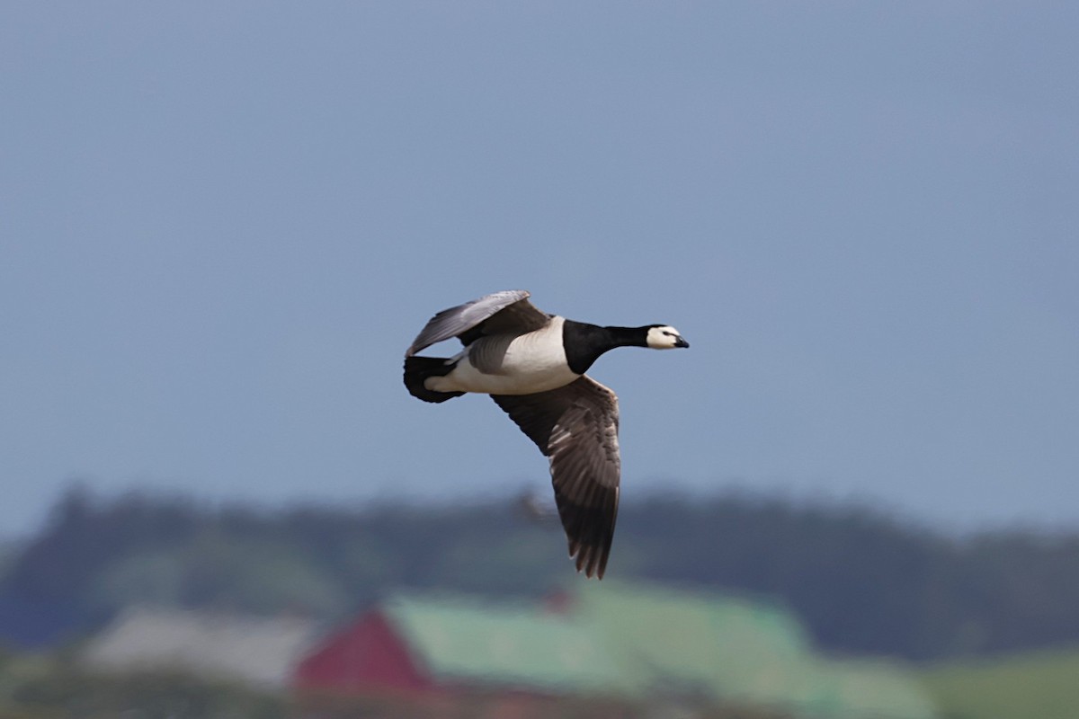 Barnacle Goose - ML636552772