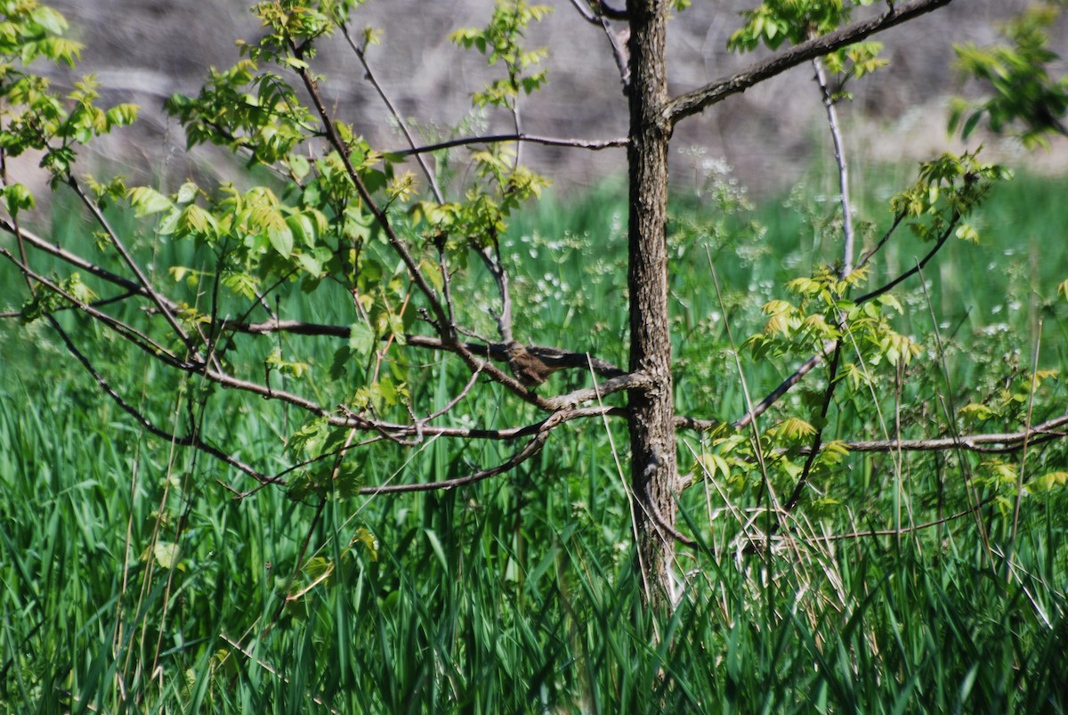 Swamp Sparrow - ML636552786