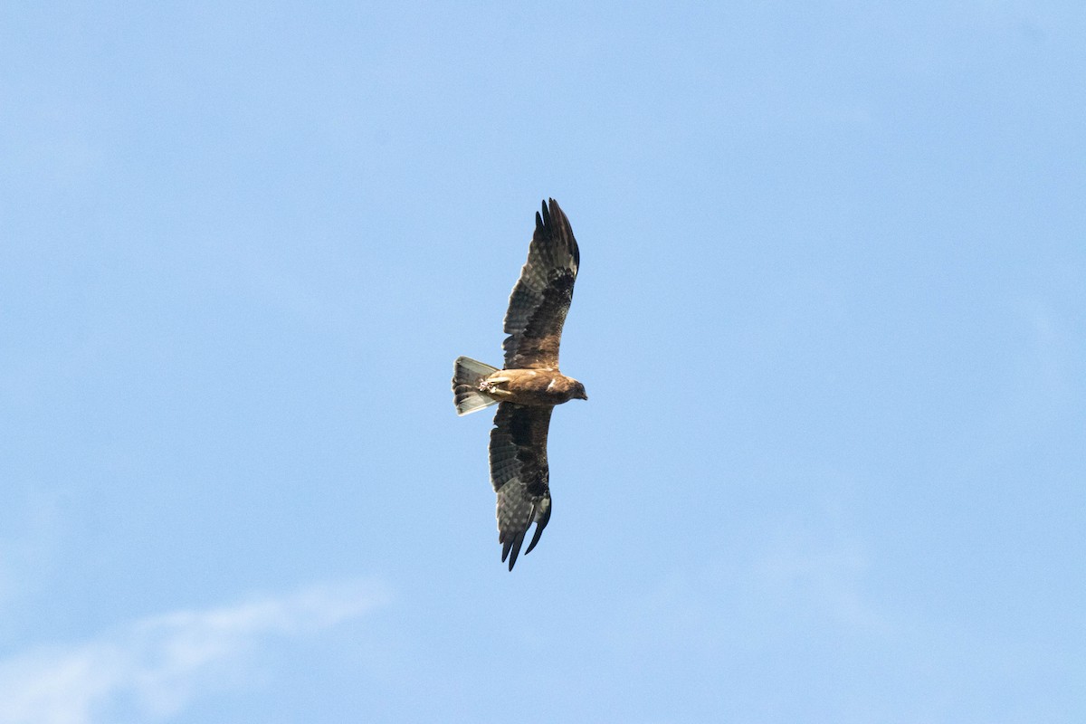 Booted Eagle - ML636552793