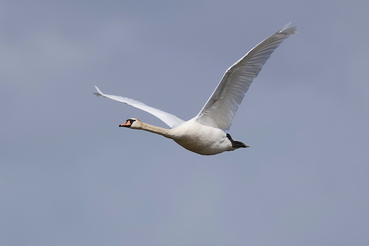 Mute Swan - ML636552861