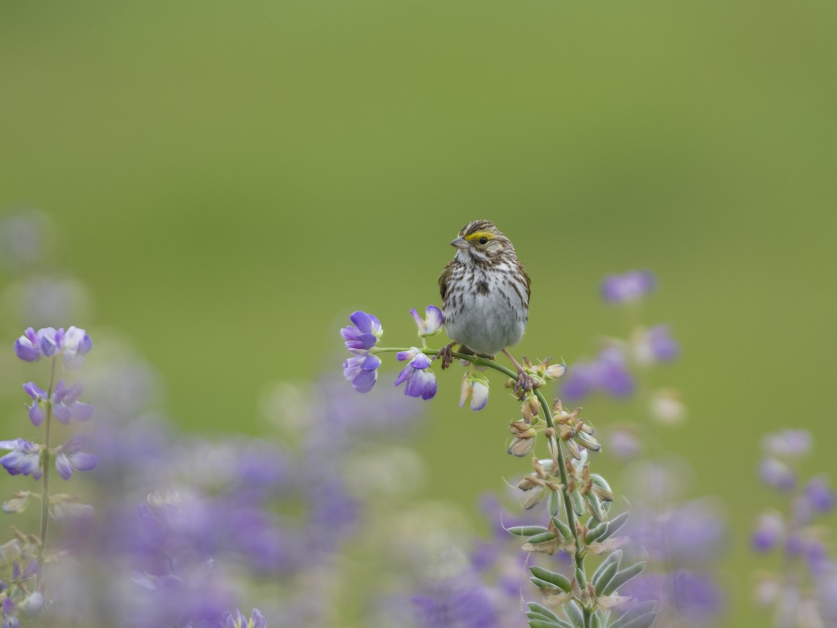 Savannah Sparrow - ML636552891