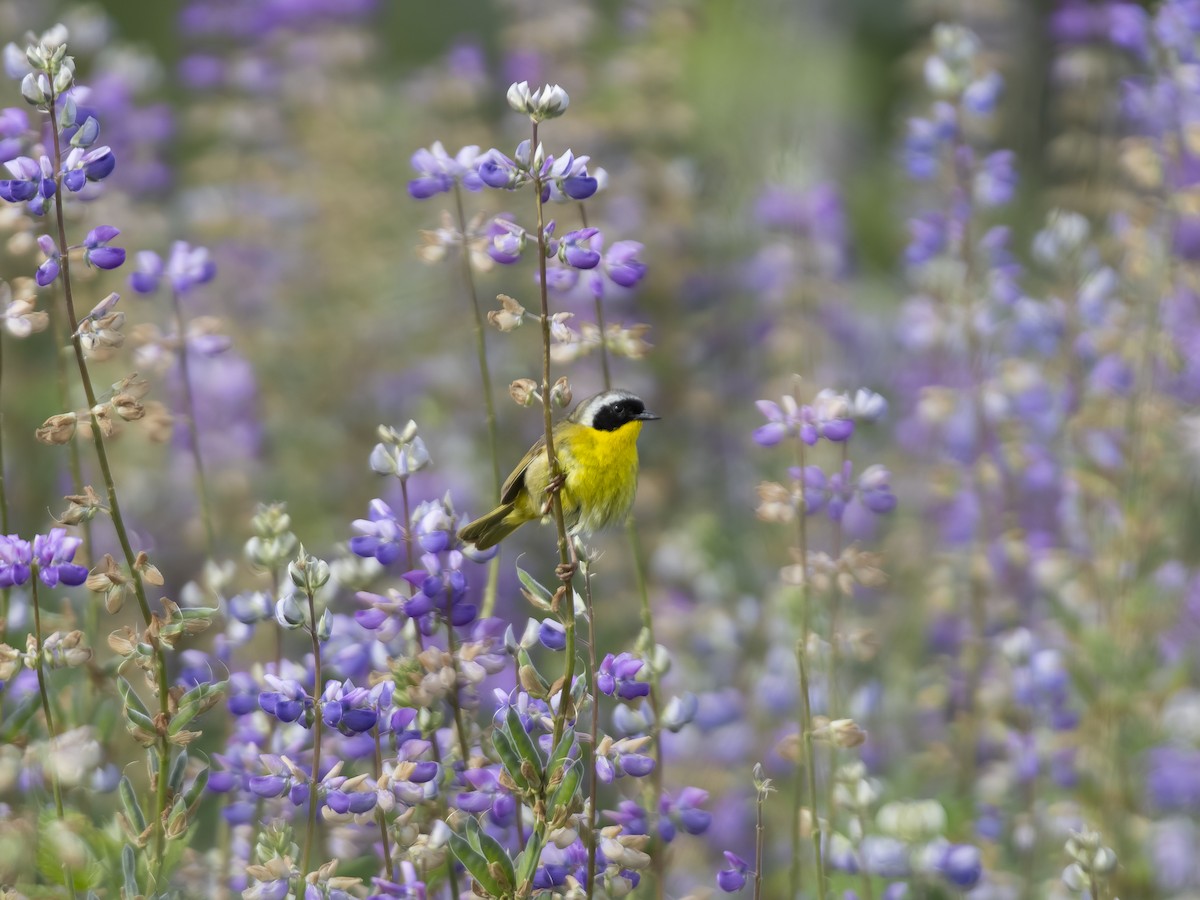 Common Yellowthroat - ML636552899