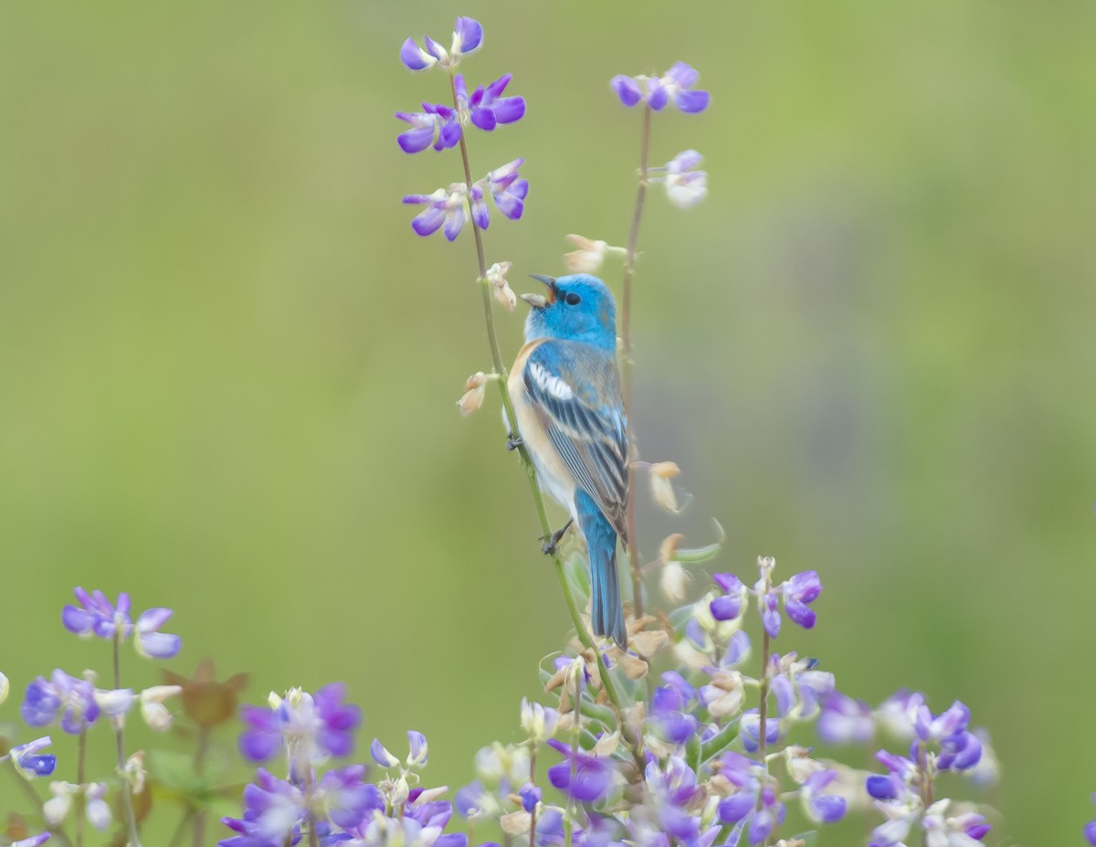 Lazuli Bunting - ML636552920