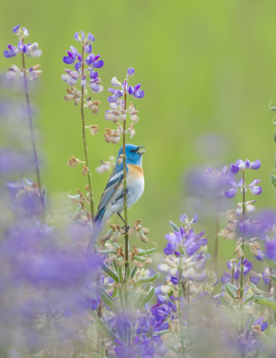 Lazuli Bunting - ML636552921