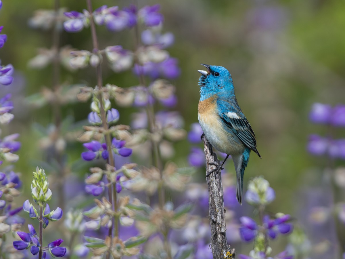 Lazuli Bunting - ML636552923