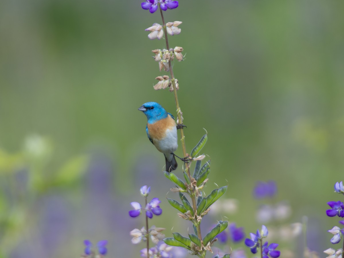 Lazuli Bunting - ML636552924