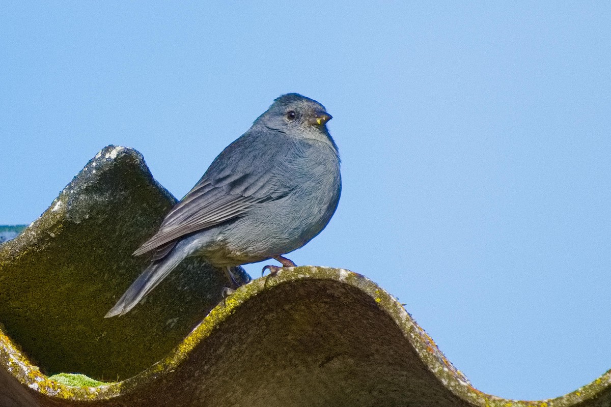 gråandesspurv - ML636552977