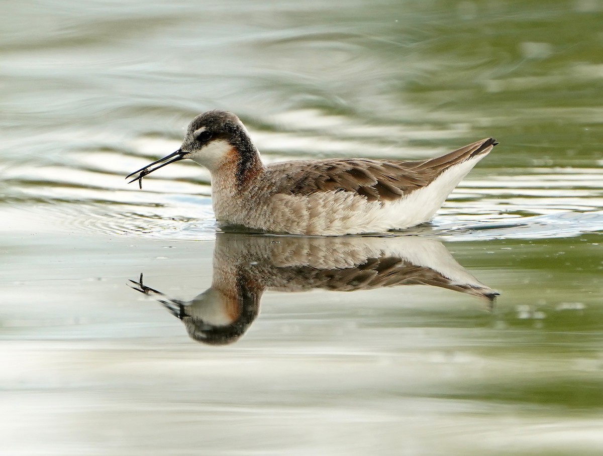 Wilson's Phalarope - ML636553032