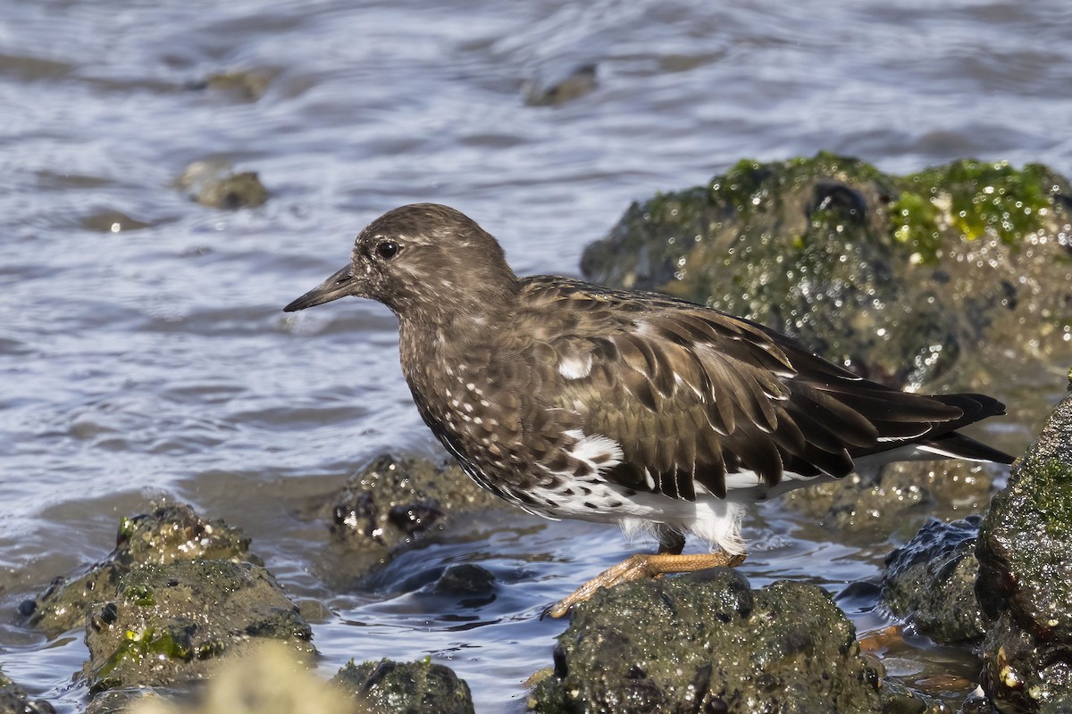 Black Turnstone - ML636553096
