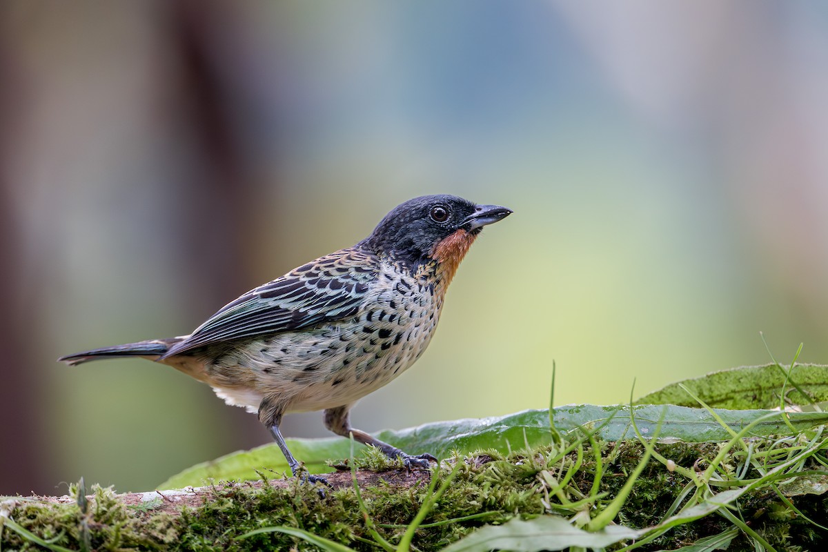 Rufous-throated Tanager - ML636553180