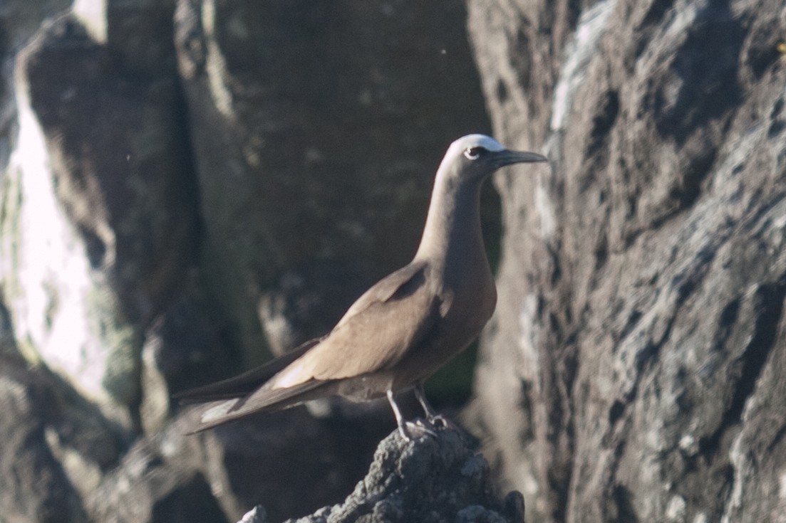 Brown Noddy - ML63655321