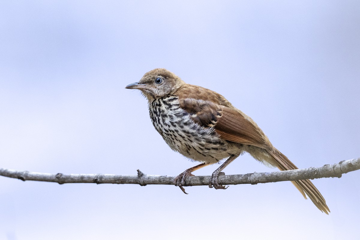 Brown Thrasher - ML636553243