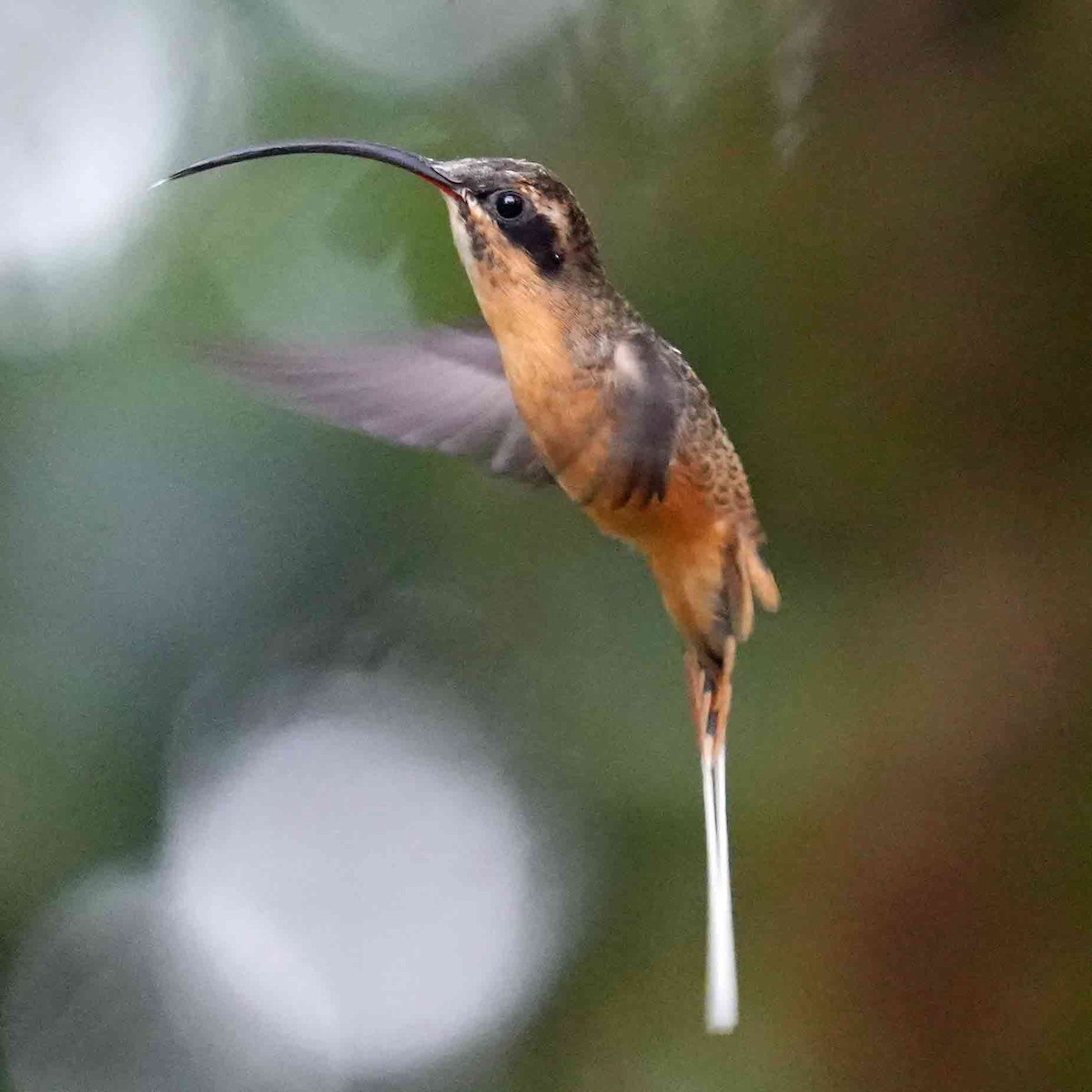 Tawny-bellied Hermit - ML636553273