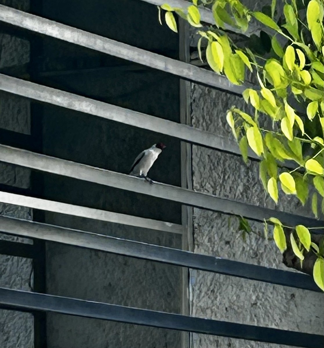 Masked Tityra - ML636553320