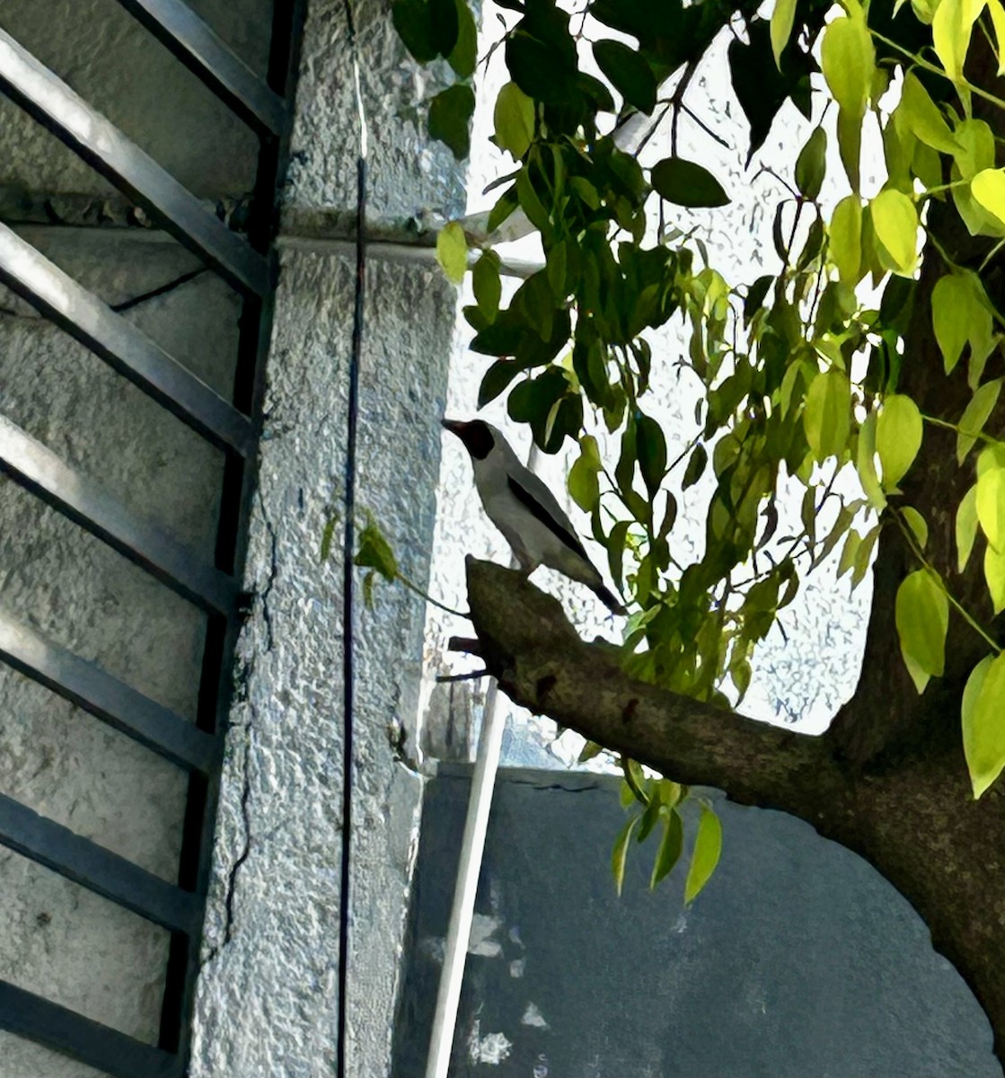 Masked Tityra - ML636553322