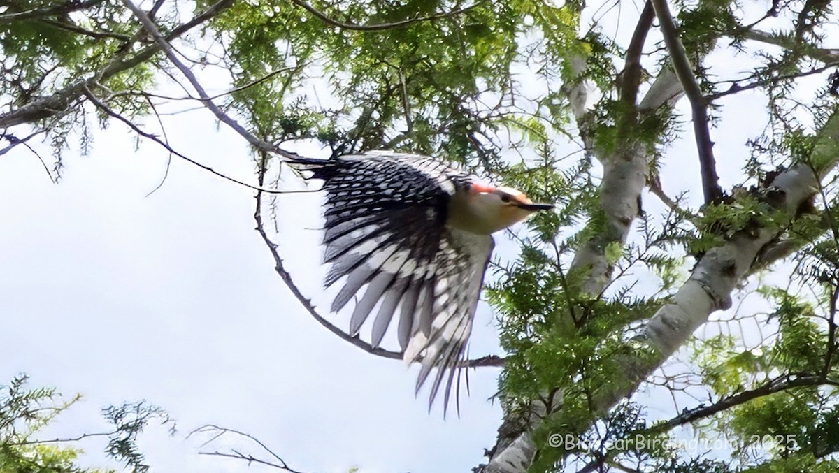 Red-bellied Woodpecker - ML636553363