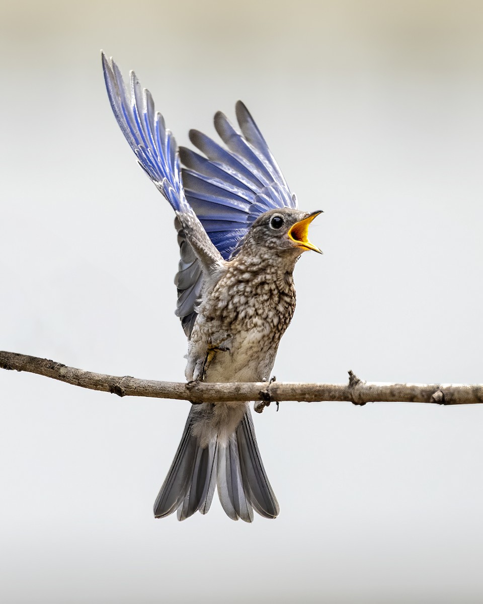 Eastern Bluebird - ML636553400
