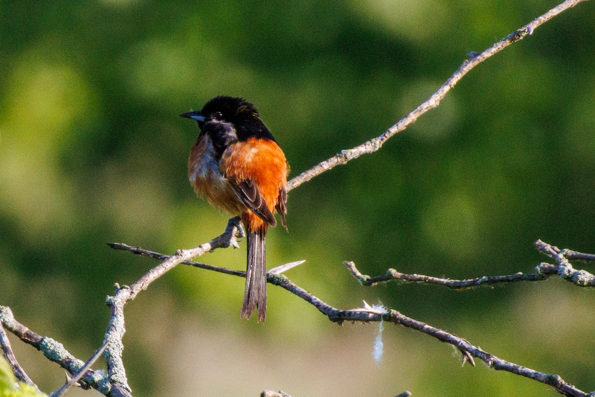 Orchard Oriole - ML636553593