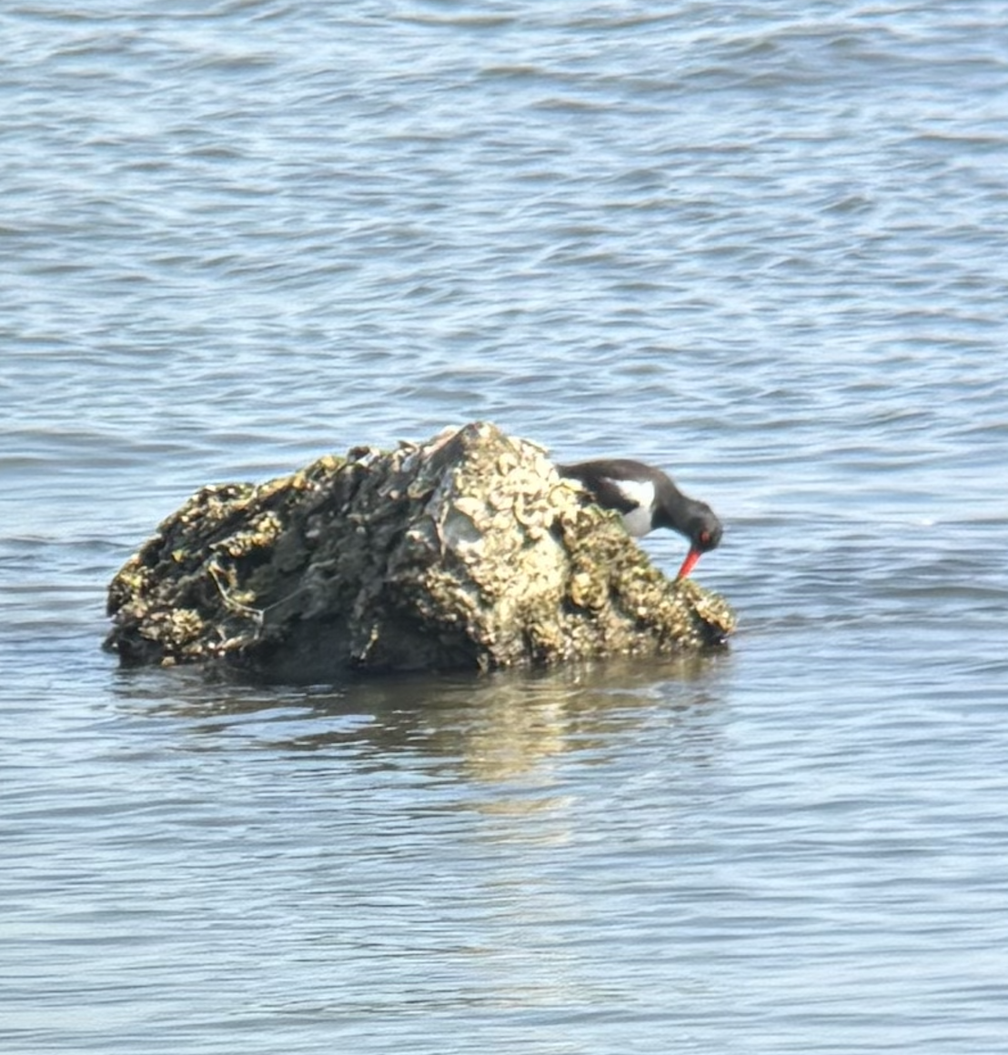 American Oystercatcher - ML636553677