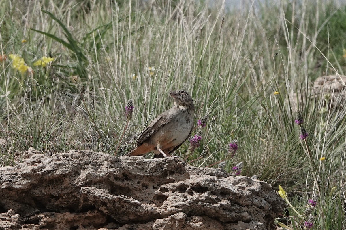 Canyon Towhee - ML636553769
