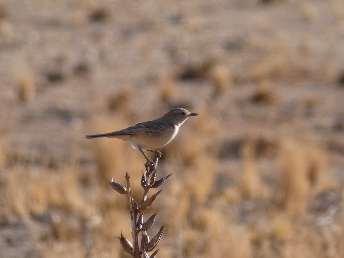 Chat Flycatcher - ML636553821