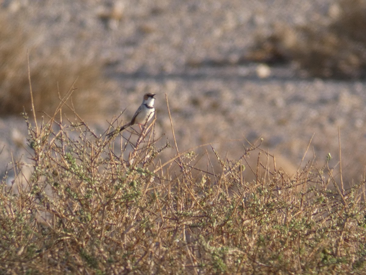 Rufous-eared Warbler - ML636553830