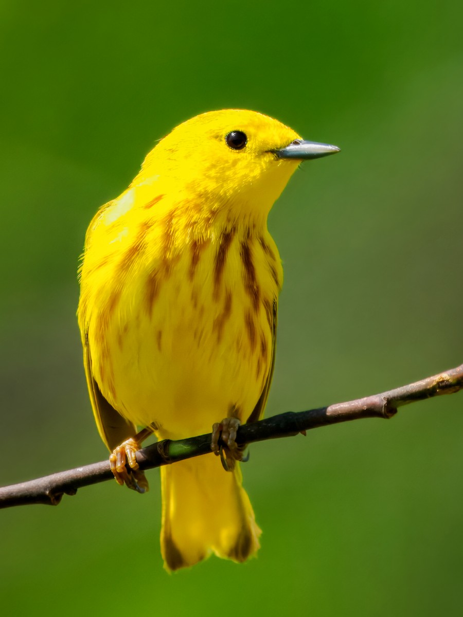 Paruline jaune - ML636553855