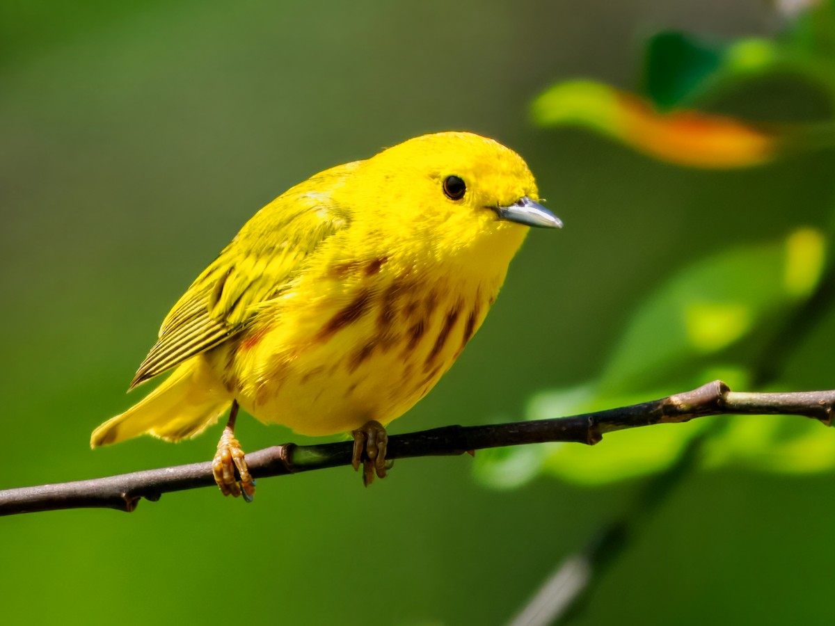 Paruline jaune - ML636553856