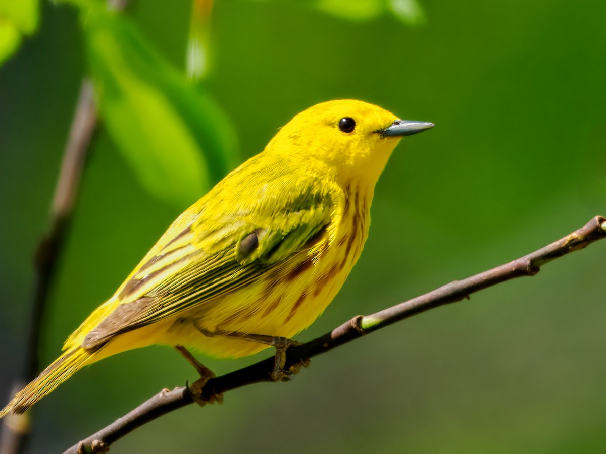 Paruline jaune - ML636553857
