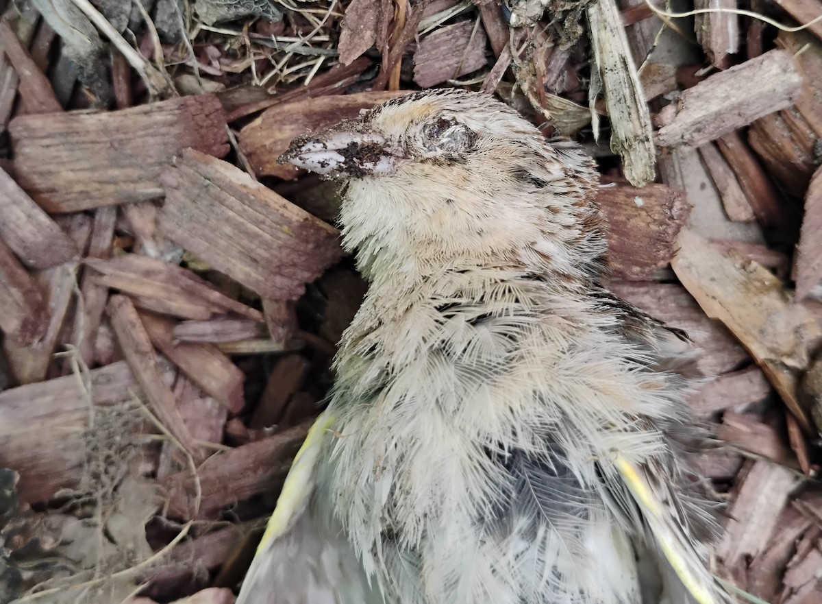 Grasshopper Sparrow - ML636553886