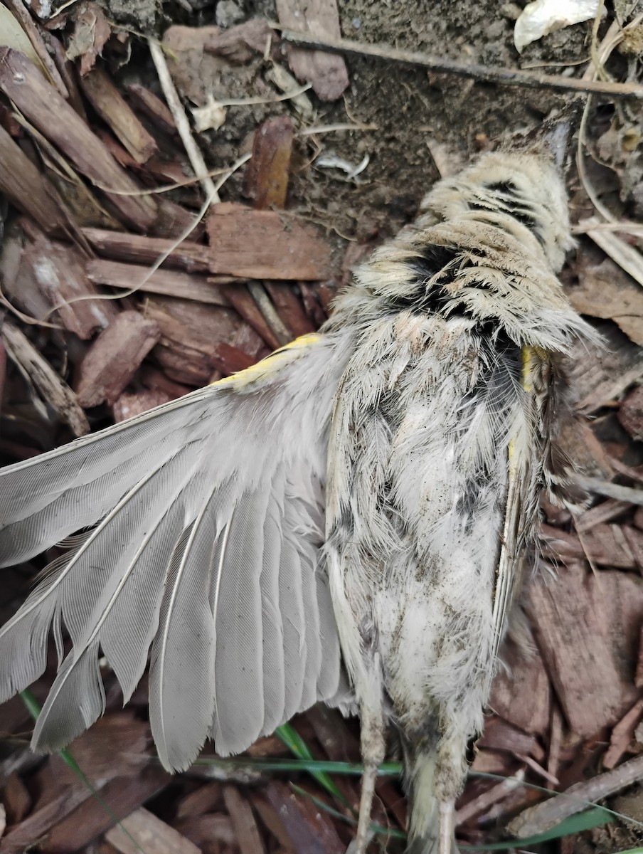 Grasshopper Sparrow - ML636553887