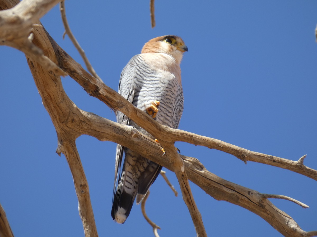 Red-necked Falcon - ML636553888