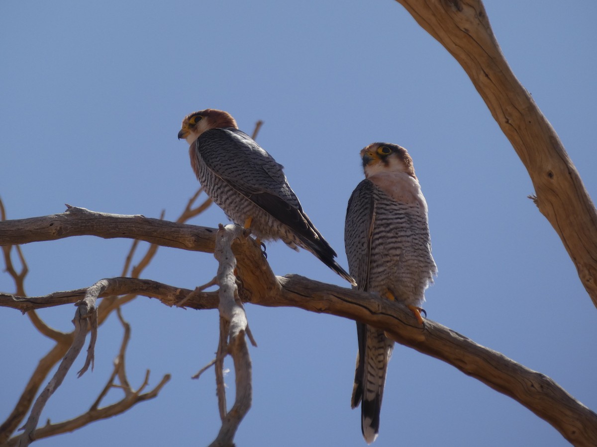 Red-necked Falcon - ML636553904