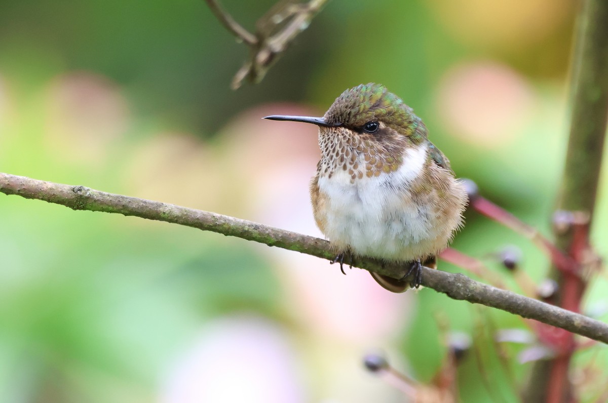Volcano Hummingbird - ML636553939