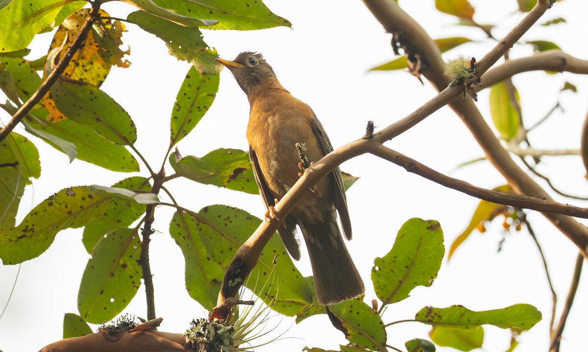 Rufous-collared Robin - ML636553949