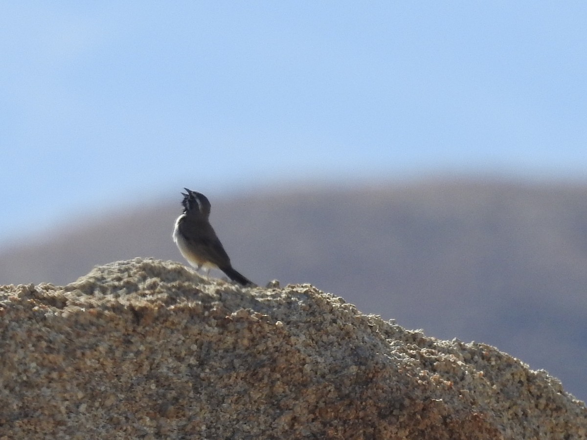 Black-throated Sparrow - ML636553952