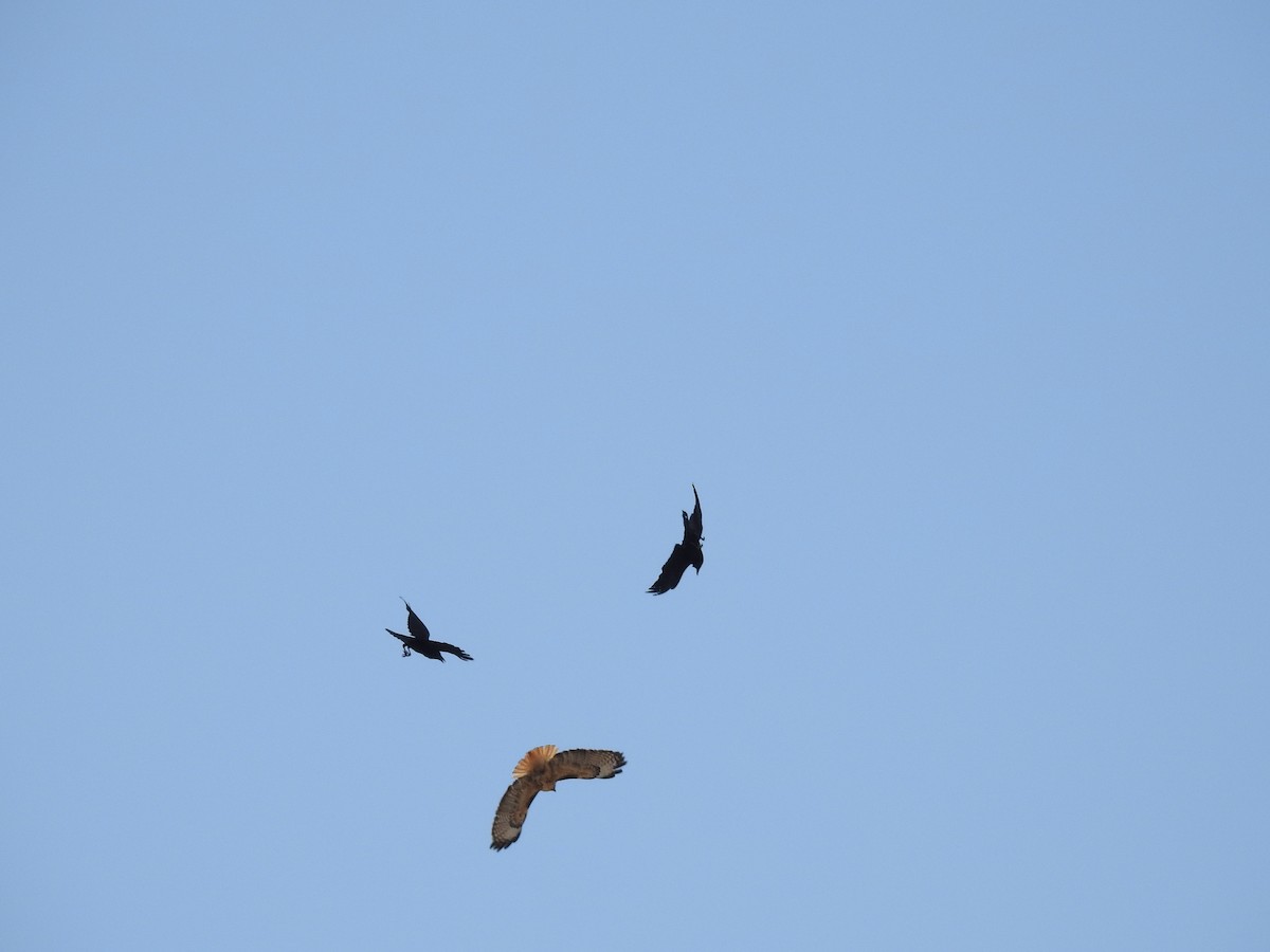 Red-tailed Hawk - ML636553954