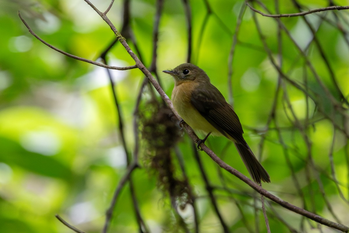 Whiskered Flycatcher - ML636553980