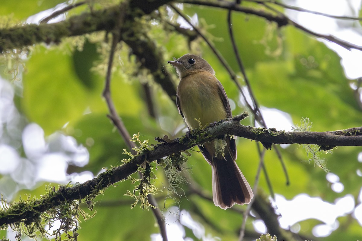 Whiskered Flycatcher - ML636553981