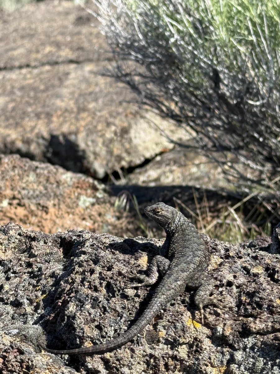 Animals - ML636553992