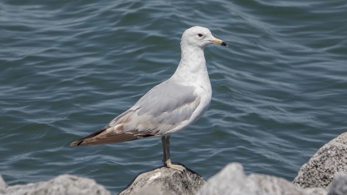 Delawareko kaioa - ML636554032