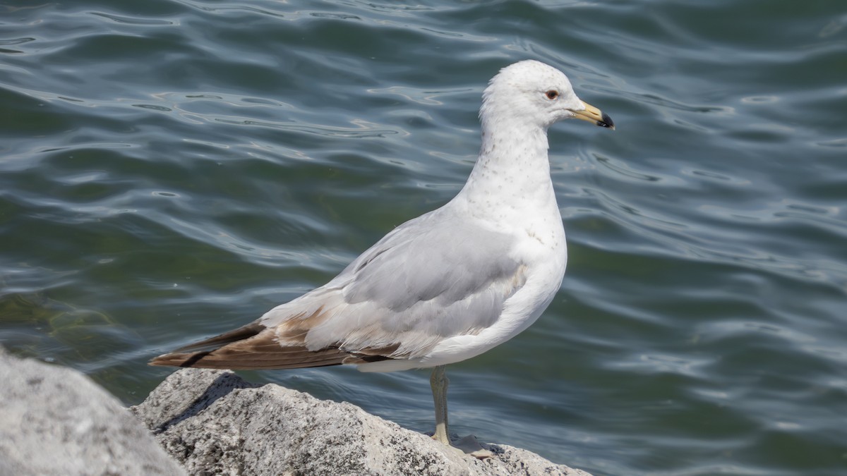 Delawareko kaioa - ML636554035