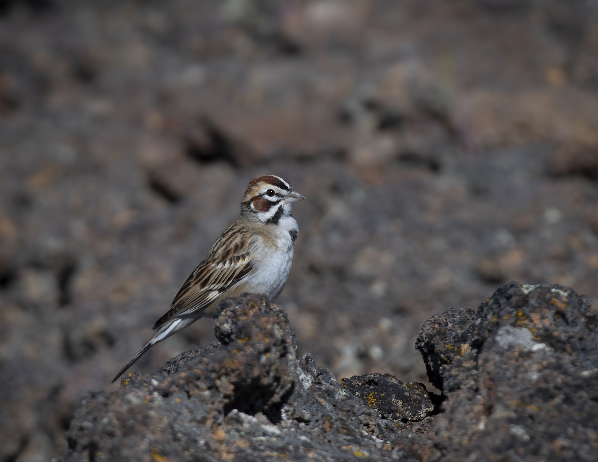 Lark Sparrow - ML636554076